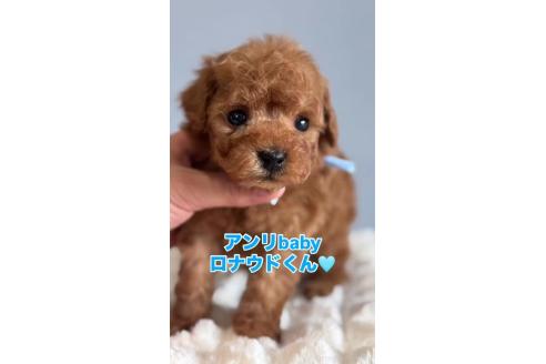成約済の徳島県のタイニープードル-372638の1枚目